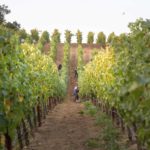 Vineyard Rows