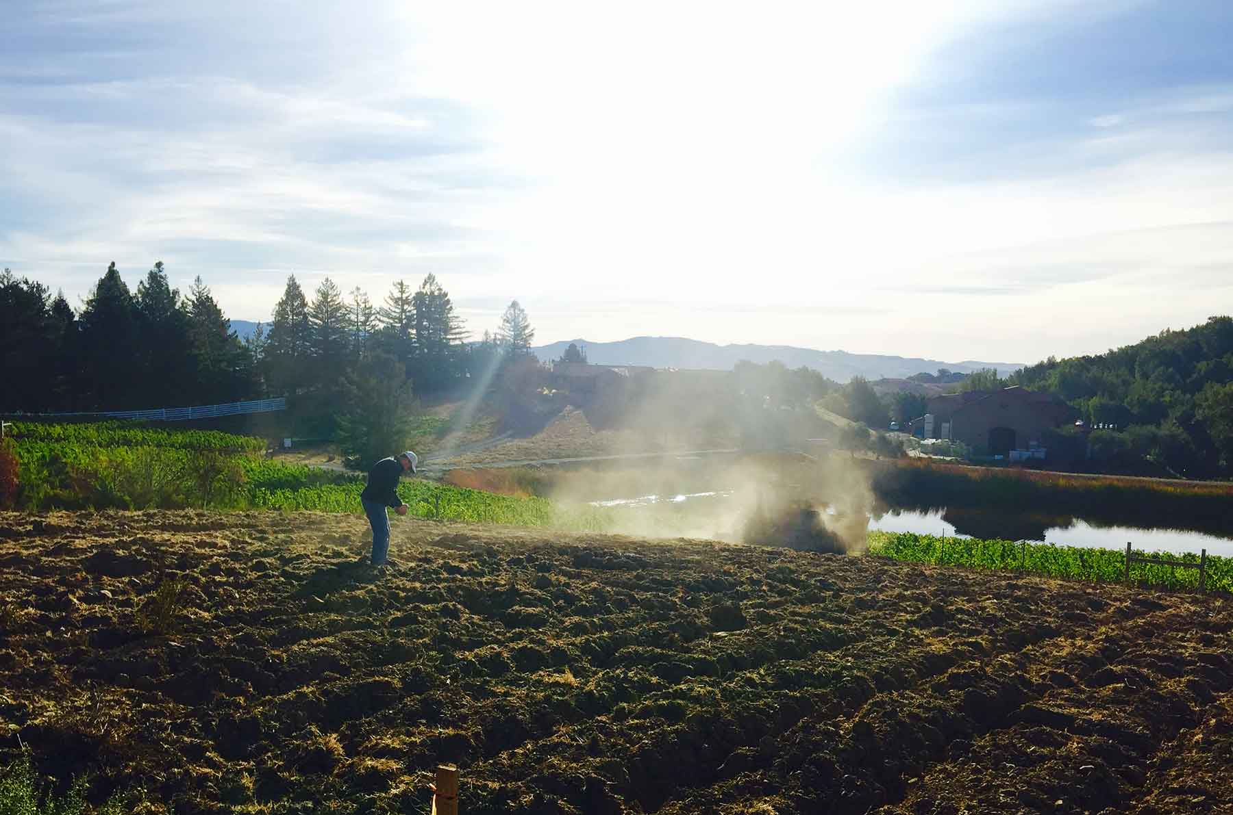 2012-Vineyard-Planted Vineyard