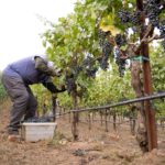 2015-October-Estate-Harvest Harvesting