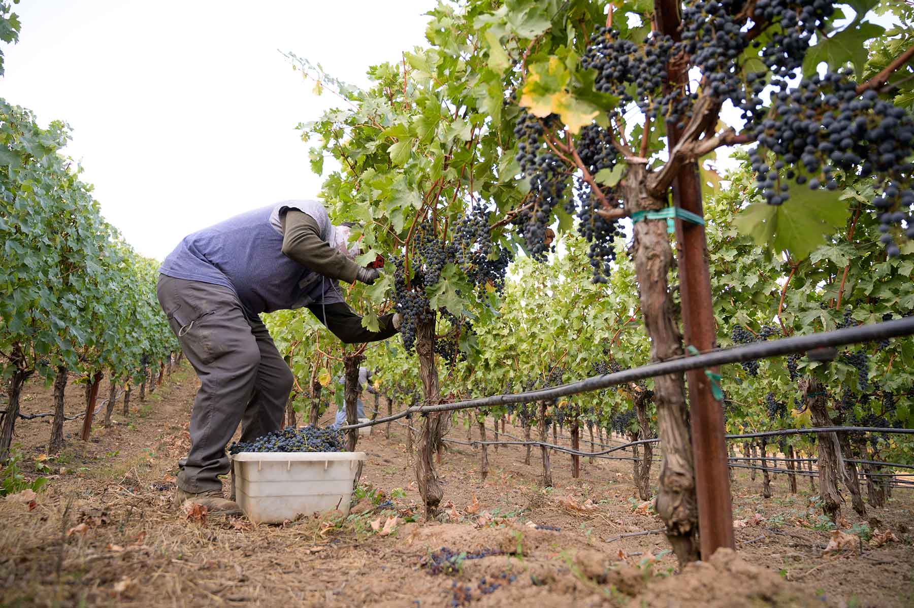 2015-October-Estate-Harvest Harvesting