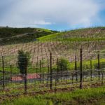 2017-New-Planting vineyard