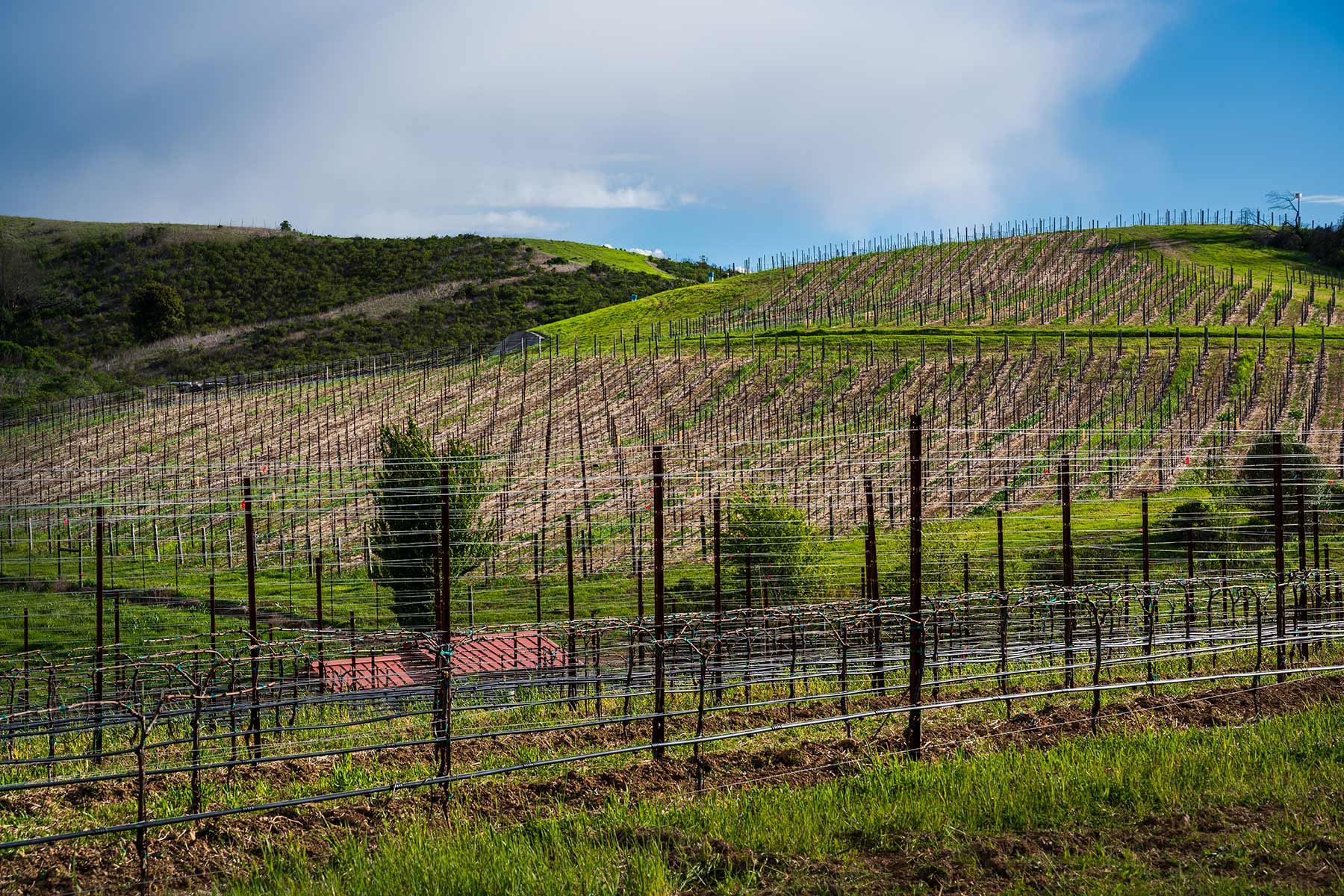 2017-New-Planting vineyard