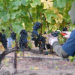 grape vines being pruned