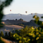 ballons over vineyards