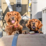 two dogs on wine barrel