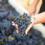 hand with grapes